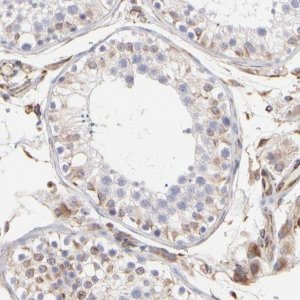 Anti-COX8C antibody produced in rabbit HPA003127-100UL