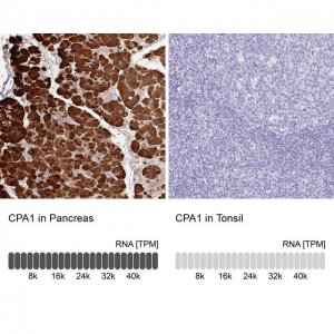 Anti-CPA1 antibody produced in rabbit 