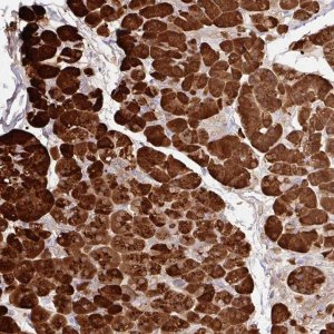 Anti-CPA1 antibody produced in rabbit 