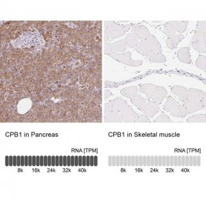 Anti-CPB1 antibody produced in rabbit 