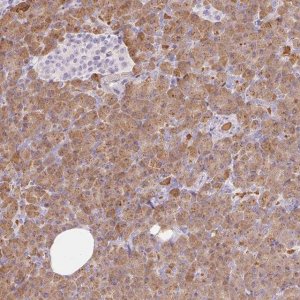 Anti-CPB1 antibody produced in rabbit 