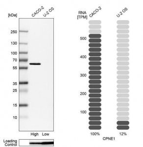 Anti-CPNE1 antibody produced in rabbit HPA072634-100UL