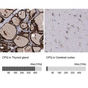 Anti-CPQ antibody produced in rabbit 