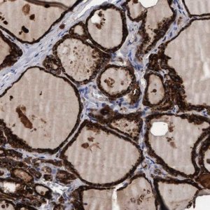 Anti-CPQ antibody produced in rabbit 