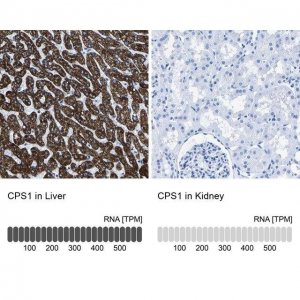 Anti-CPS1 antibody produced in rabbit 