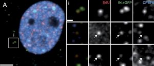Anti-CPSF6 antibody produced in rabbit 