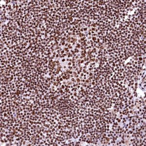 Anti-CPSF6 antibody produced in rabbit 