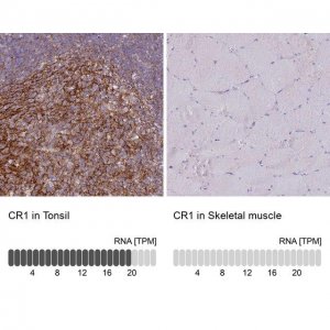Anti-CR1 antibody produced in rabbit 