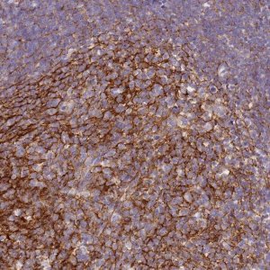 Anti-CR1 antibody produced in rabbit 