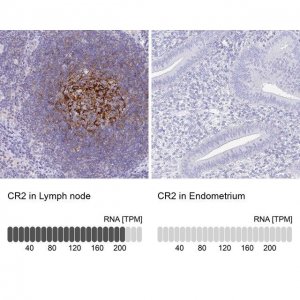 Anti-CR2 antibody produced in rabbit 