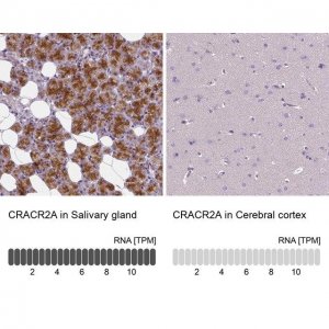 Anti-CRACR2A antibody produced in rabbit 