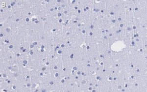 Anti-CRBN Antibody, clone 3I23 ZooMAb Rabbit Monoclonal 