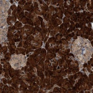 Anti-CREB3L1 antibody produced in rabbit 