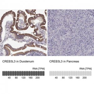 Anti-CREB3L3 antibody produced in rabbit 