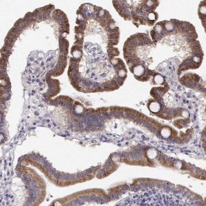 Anti-CREB3L3 antibody produced in rabbit 