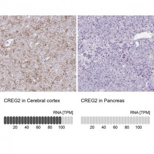 Anti-CREG2 antibody produced in rabbit 