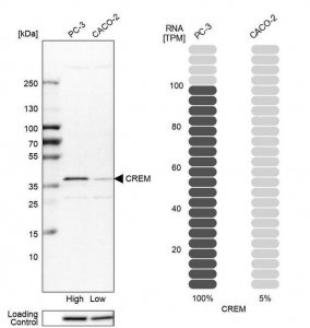 Anti-CREM antibody produced in rabbit 