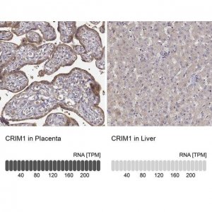 Anti-CRIM1 antibody produced in rabbit 