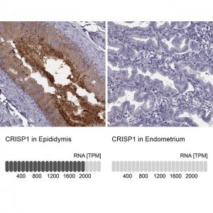 Anti-CRISP1 antibody produced in rabbit 