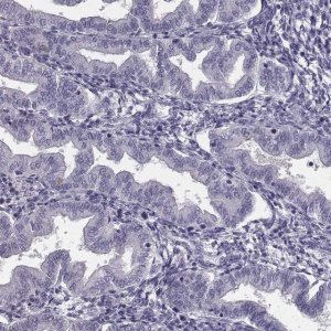 Anti-CRISP1 antibody produced in rabbit 