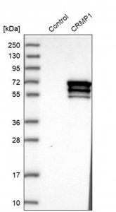 Anti-CRMP1 antibody produced in rabbit 
