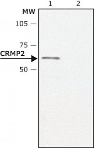 Anti-CRMP2 antibody produced in rabbit C2993-200UL