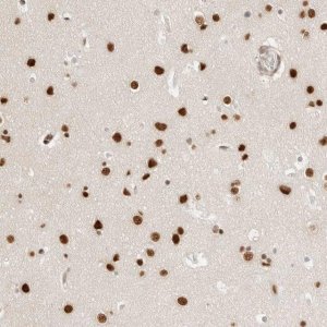 Anti-CRTC2 antibody produced in rabbit 