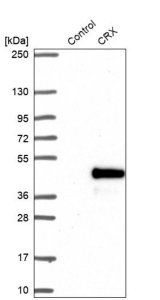 Anti-CRX antibody produced in rabbit 