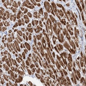 Anti-CRY2 antibody produced in rabbit 