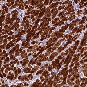 Anti-CRYAB antibody produced in rabbit 