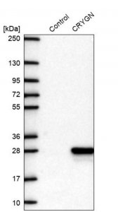 Anti-CRYGN antibody produced in rabbit HPA050788-100UL