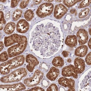 Anti-CRYGN antibody produced in rabbit HPA050788-100UL