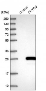 Anti-CRYGS antibody produced in rabbit HPA035103-100UL