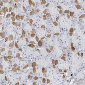 Anti-CRYGS antibody produced in rabbit HPA035103-100UL