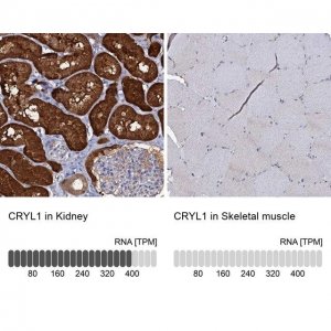 Anti-CRYL1 antibody produced in rabbit 