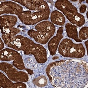Anti-CRYL1 antibody produced in rabbit 