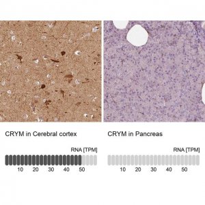 Anti-CRYM antibody produced in rabbit 