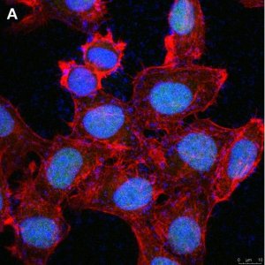 Anti-Cryptochrome-1 Antibody, clone 2C22 ZooMAb Rabbit Monoclonal 