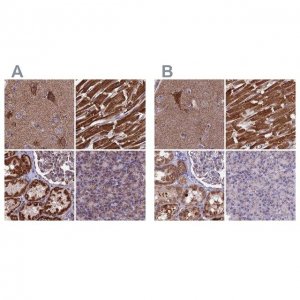 Anti-CS antibody produced in rabbit 