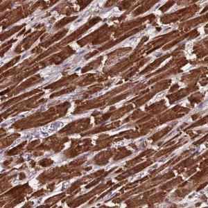 Anti-CS antibody produced in rabbit 