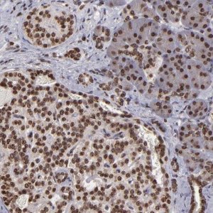 Anti-CSDC2 antibody produced in rabbit HPA003073-100UL