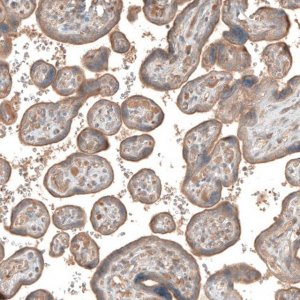Anti-CSF1R antibody produced in rabbit 