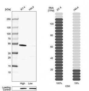 Anti-CSK antibody produced in rabbit 