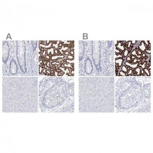 Anti-CSN3 antibody produced in rabbit 