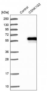 Anti-CSNK1G2 antibody produced in rabbit HPA034868-100UL
