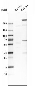 Anti-CSPG4 antibody produced in rabbit 