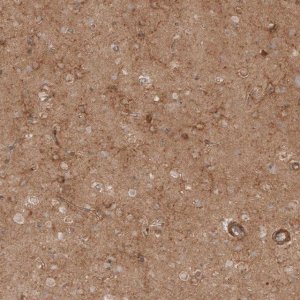 Anti-CSPG4 antibody produced in rabbit 
