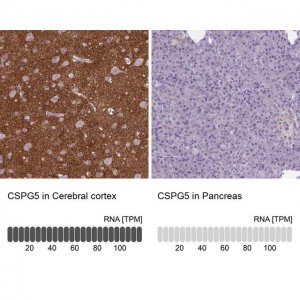 Anti-CSPG5 antibody produced in rabbit 