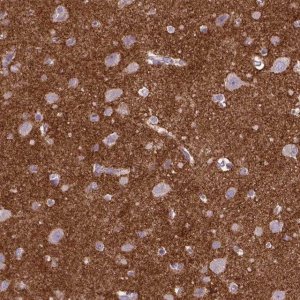 Anti-CSPG5 antibody produced in rabbit 