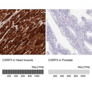 Anti-CSRP3 antibody produced in rabbit 